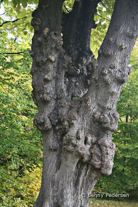 Tra 2.jpg - Træ  med knuder